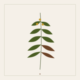 Restora Clinic emblem for lifestyle medicine: a botanical sprig with olive and warm brown leaves and three mustard berries, on cream.